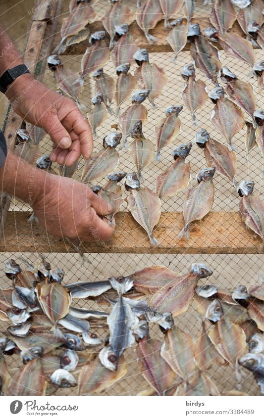 Fischer places sardines on a drying rack for drying, for further use as dried fish for funds, sauces etc. Fish Dried fish Dry Fishery Nutrition Seafood