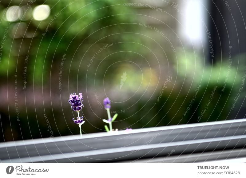 Two cheeky lavender flowers watch the photographer photographing them through the window pane Lavender Flowers Individual Window Garden background White purple