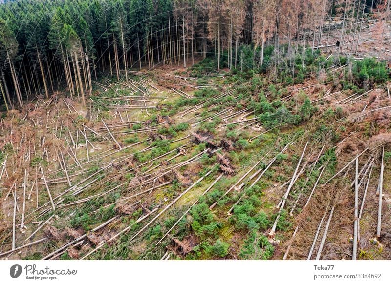 #Forest Storm damage 2 storm damage Tree trees aerial photograph Gale trunk Wood Coniferous forest Hurricane obliquely roots branches