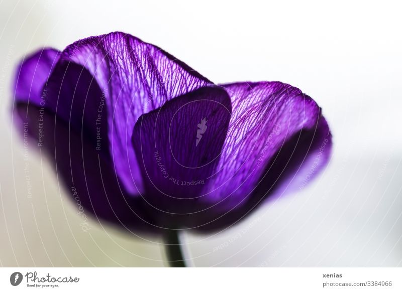 violet anemone from the frog's eye view Anemone Blossom flowers Worm's-eye view Violet purple Shallow depth of field Detail Spring Nature Romance Blossoming