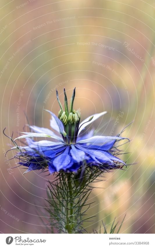 A blossom maiden in green against a blurred background nigella Blossom Flower Love-in-a-mist Meadow Summer Blue Nature Blossoming Detail