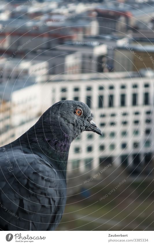Dove sits at the window in front of skyscrapers in Berlin Pigeon Profile feathers High-rise Beak leipziger place Flying Height City centre Freedom Bird