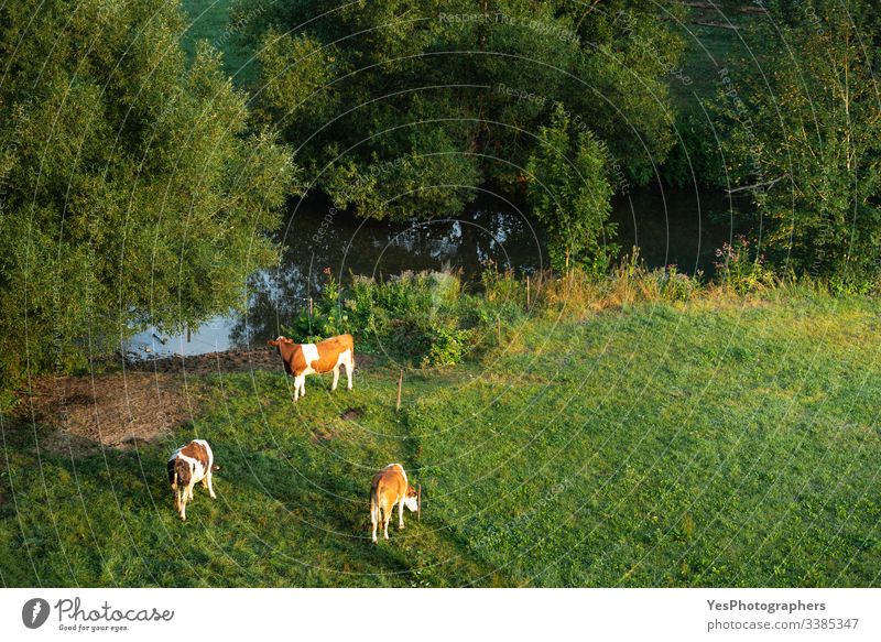 Cows grazing at sunrise on green pasture. German cattle farm Germany agriculture animals bovine brown and white cows cows grazing domestic animals