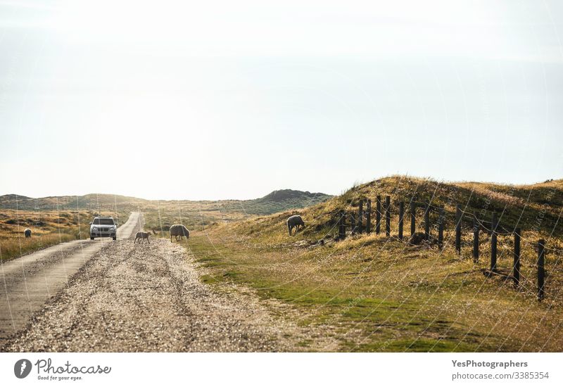 Road through fields of moss on Sylt island. Sheep walking freely Germany Schleswig-Holstein animals car climate change country road domestic animal driving