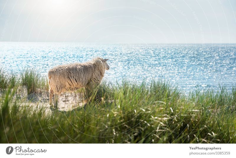 White sheep looking at the North Sea water on Sylt island Frisian animal German beach Germany Schleswig-Holstein beach scenery blue water clear sky coast