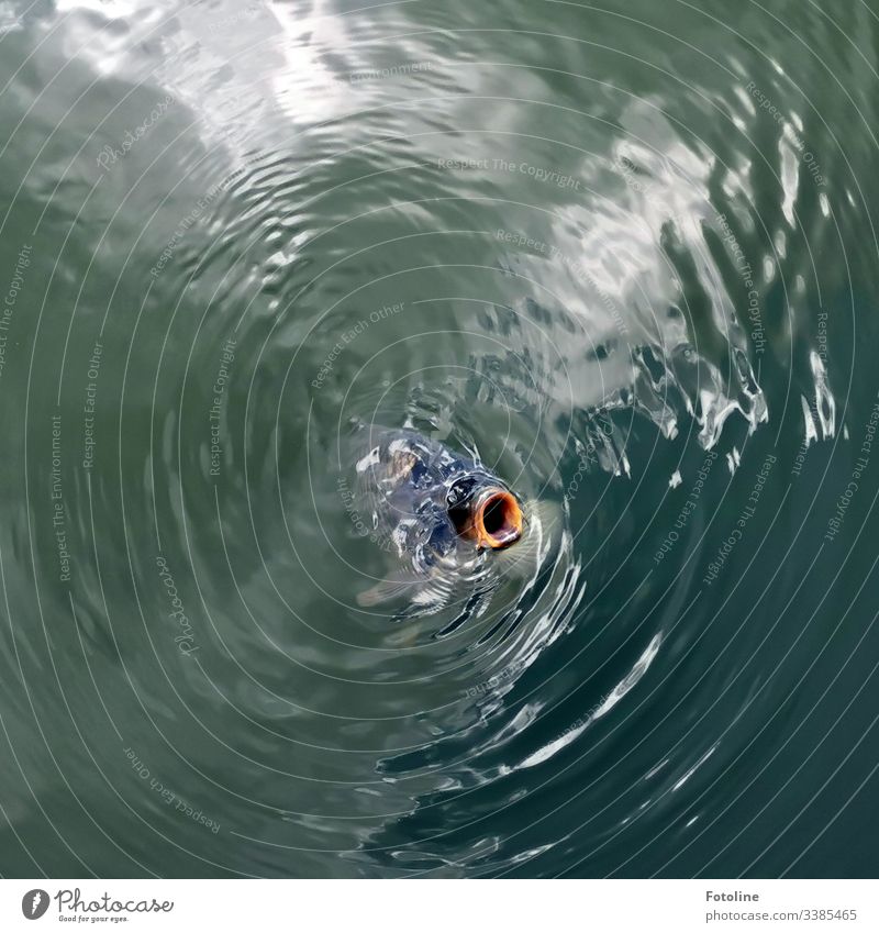 carp pond Carp Fish Water Swimming & Bathing Animal Colour photo Exterior shot Day Pond Lake Deserted Bird's-eye view Nature Wet Environment Muzzle Farm animal