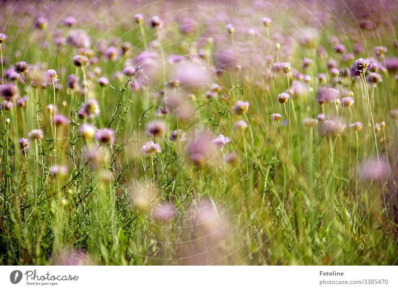 A beautiful summer meadow full of blooming field widow flowers Field Scabious Exterior shot Nature Colour photo Plant Day Deserted Summer Environment Landscape