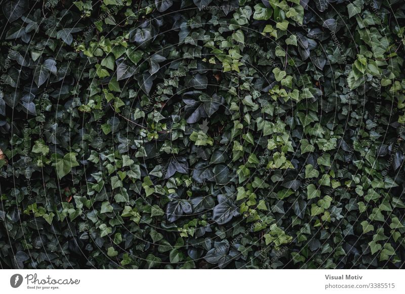 Evergreen leaves of climbing ivy Algerian ivy Hedera algeriensis heart-shaped leaves Evergreen climbing color nature natural plant leaf park garden outdoor