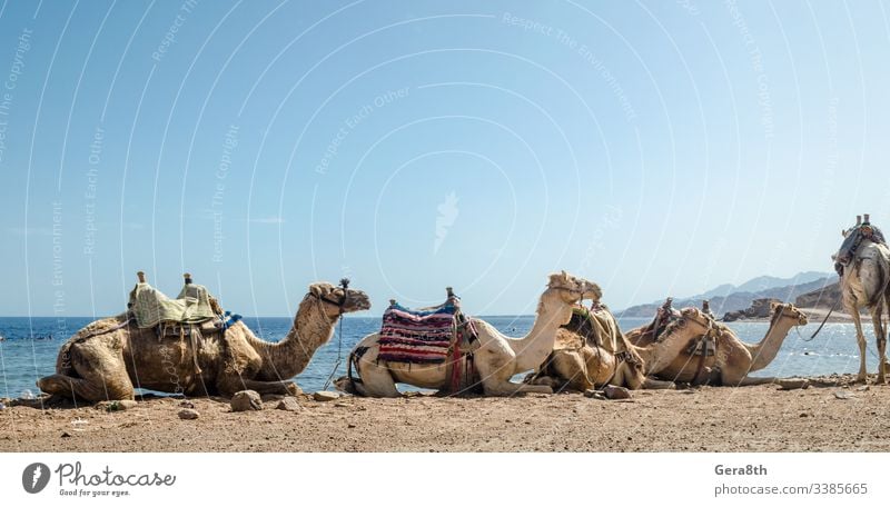 caravan lying camels in desert of Egypt Dahab Blue Hole South Sinai Egyptian animals attraction authentic background beach blue blue sky bright cattle coast day