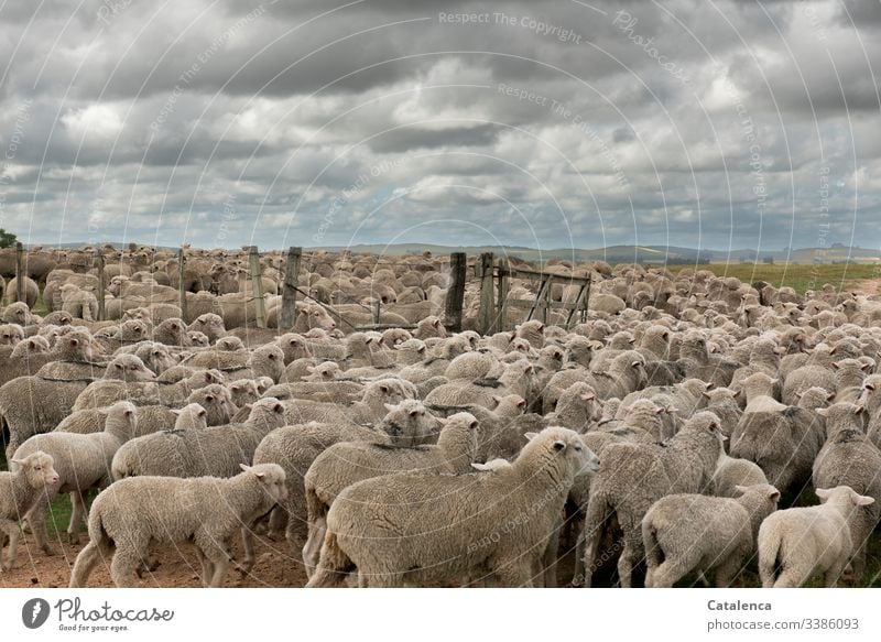 Closely packed together, the sheep of a flock pass the gate to the pasture Sky Summer Clouds Animal Nature Flock Landscape Day daylight Farm animal Environment