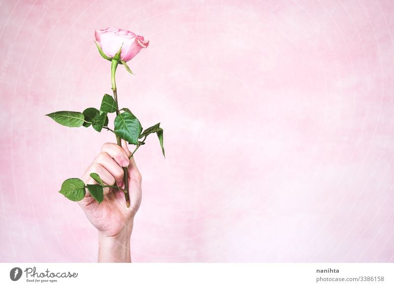 Man's hand holding a pink rose male new masculinity maschile man arm delicate fragile mood moody sensive sensitive touch soft pink color gender role flat