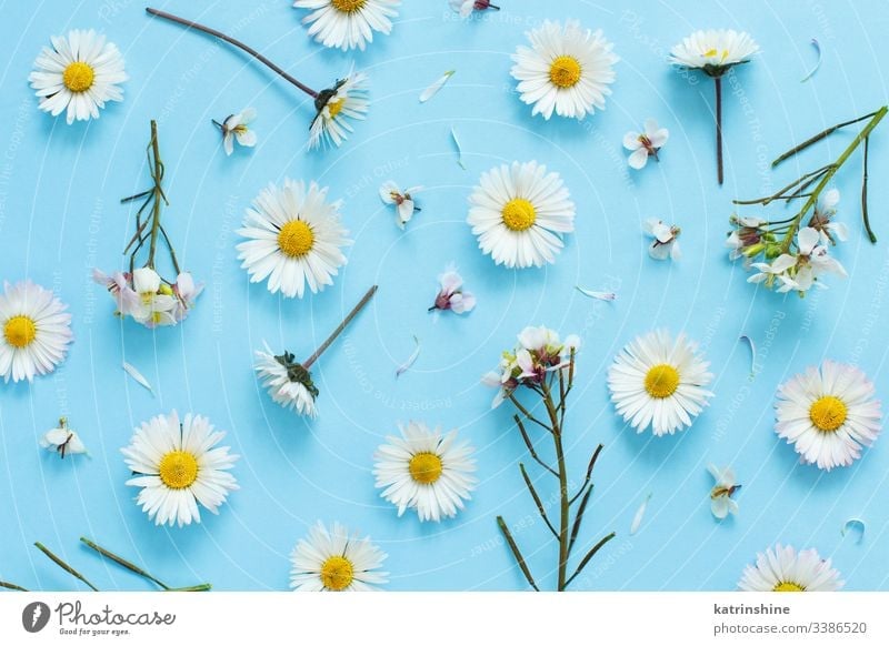 White wild flowers on a light blue background - a Royalty Free Stock Photo  from Photocase