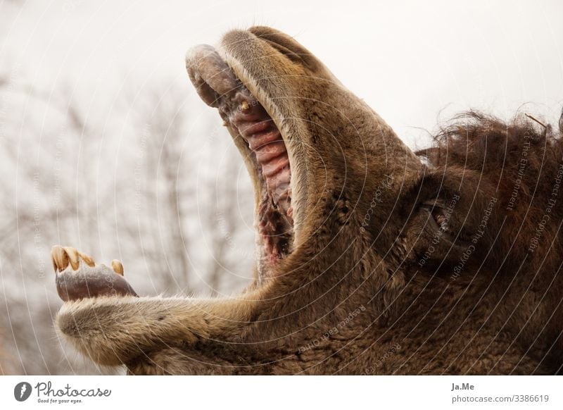 Brown camel Bactrian camel yawning with open mouth in the zoo, outdoor shot, detail shot Animal animal world fauna Mammal Nature Wilderness Love of nature
