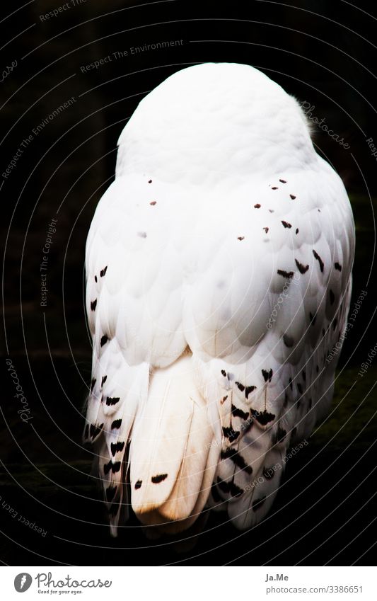 White snowy owl in front of black background, rear view, feathers in detail Nature fauna animal world Animal Bird Zoo 1 Rear view bird of prey Bird of prey
