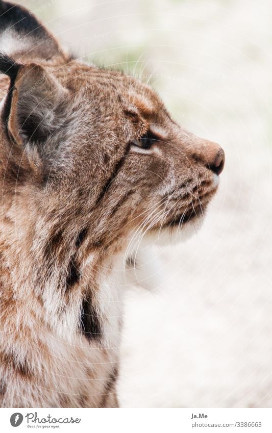 Portrait of a brown lynx, side view, view averted from camera, detail view Animal Animal portrait Animal face Mammal Cat animal park Wild animal Carnivore