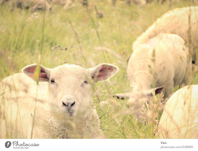 Blimey and mowin' up Nature Spring Grass Meadow Animal Farm animal Sheep 4 Curiosity Cute Yellow Colour photo Subdued colour Exterior shot Deserted Day