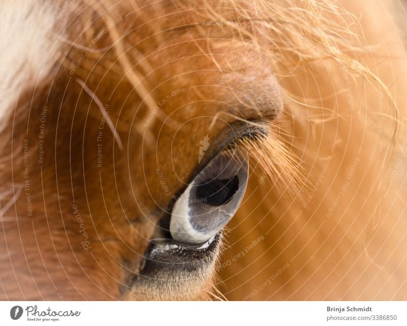 Close up of a blue-grey eye of a chestnut horse Eyes Horse Blue Gray macro photography detail Close-up see Looking Fox Pelt Mane Intensity Pupil hair Animal