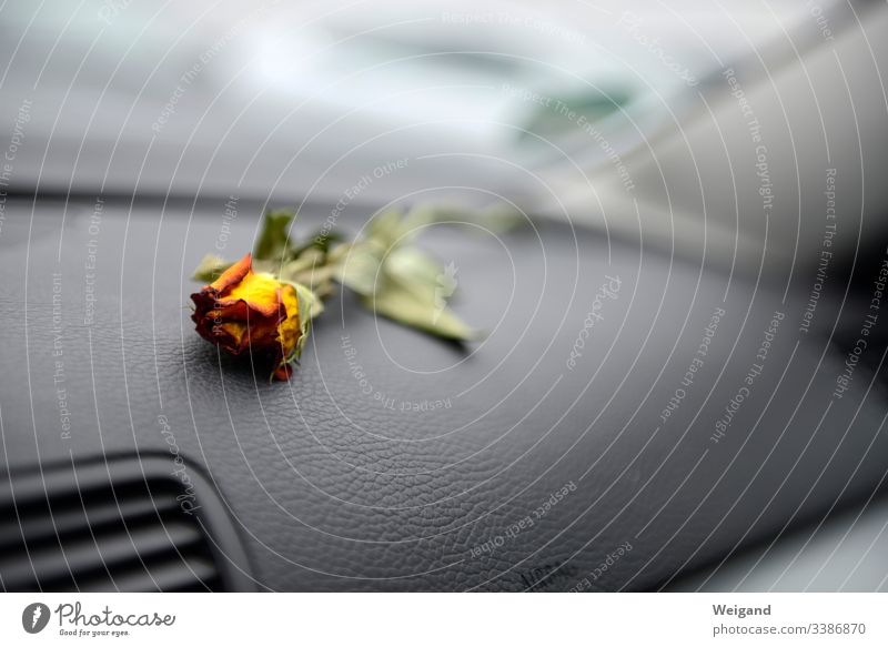 parted Rose Motoring Goodbye Grief Sadness depression Hopelessness Blossom sorrow Transience
