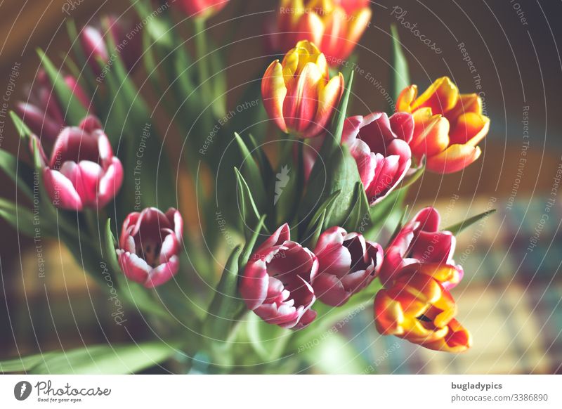 Colourful tulip bouquet in vase from above bouquet of tulips Tulip Tulip blossom Blossom Spring Plant Interior shot Day Blossoming Colour photo Vase