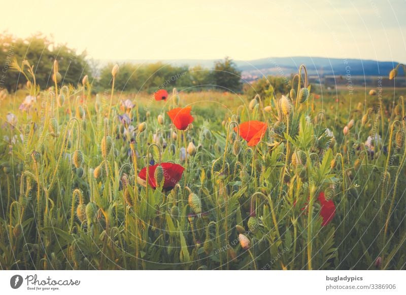 Flower meadow with lots of poppy seeds in the evening sun Corn poppy poppies Poppy blossom garden flowers wild garden Nature Landscape Summer evening Plant Red