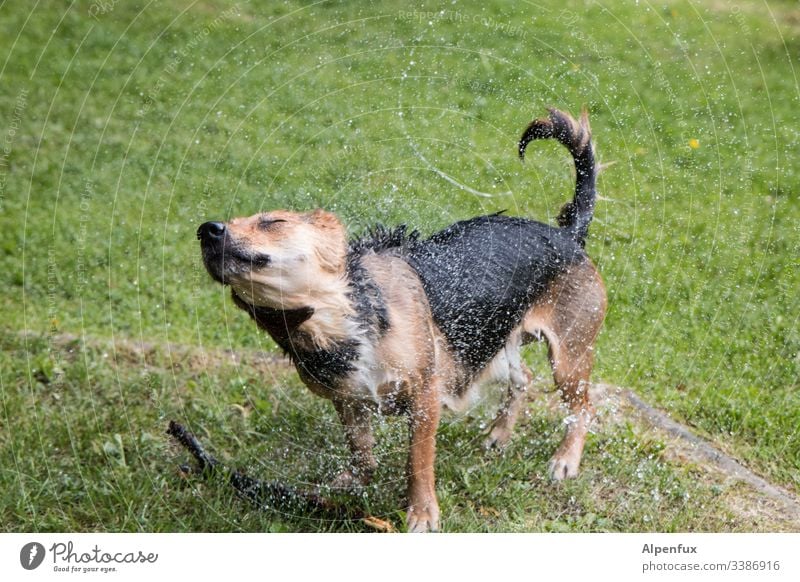 Baby, baby, shake your head hair for me Dog Wet Pelt Inject Shake Drops of water Joy Colour photo Swimming & Bathing Refrigeration Exterior shot Summer