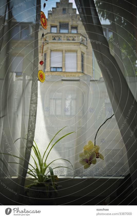 windows, looking from the inside out ... Window Drape Houseplant Orchid Flower Plant Flowerpot Window board Interior shot Living or residing Pot plant