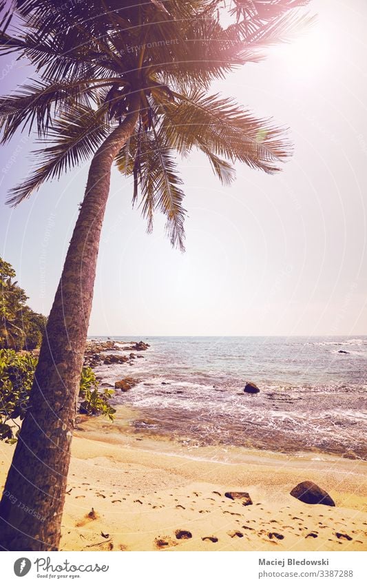 Tropical beach with coconut palm tree against the sun. summer sea ocean vacation holiday peaceful vintage retro instagram effect filtered sand sky no people