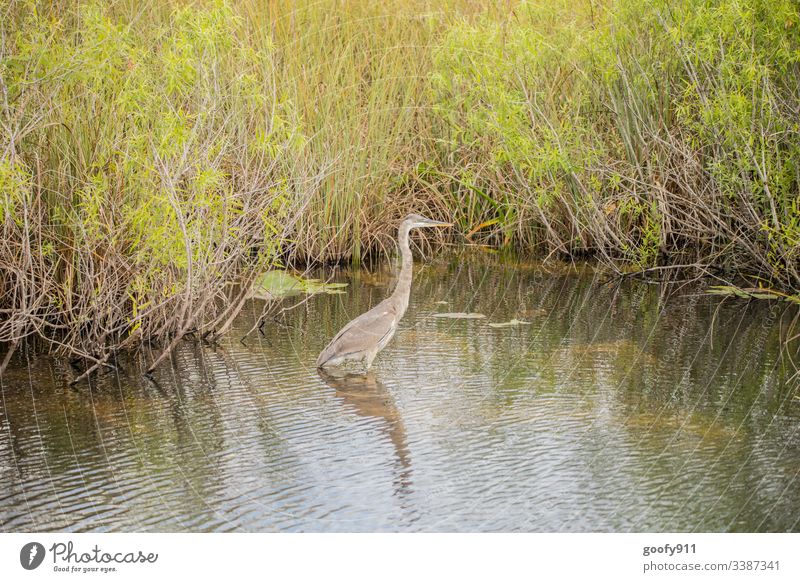 Gray Heron in the Everglades Bird Feather Animal Everglades NP Florida USA Landscape Exterior shot Colour photo Nature Vacation & Travel Environment Water Trip