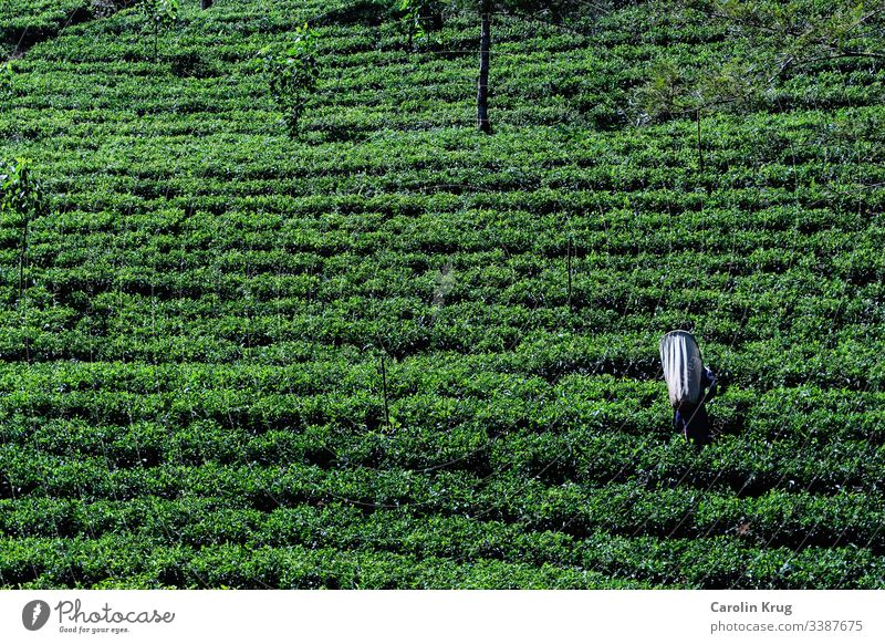 Worker in a tea plantation in Sri Lanka Tea Tea plantation travel Railroad Green Black White Ceremony labourer Pick food and drink Freedom enjoyment Ceylon Asia