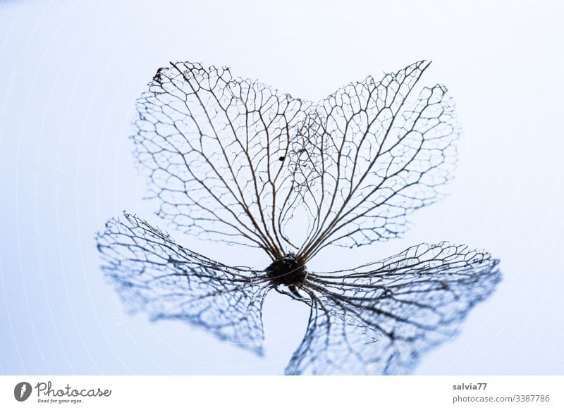 Hydrangea blossom, filigree and light Macro (Extreme close-up) Detail Isolated Image background Blossom Nature Shallow depth of field Close-up Deserted Plant