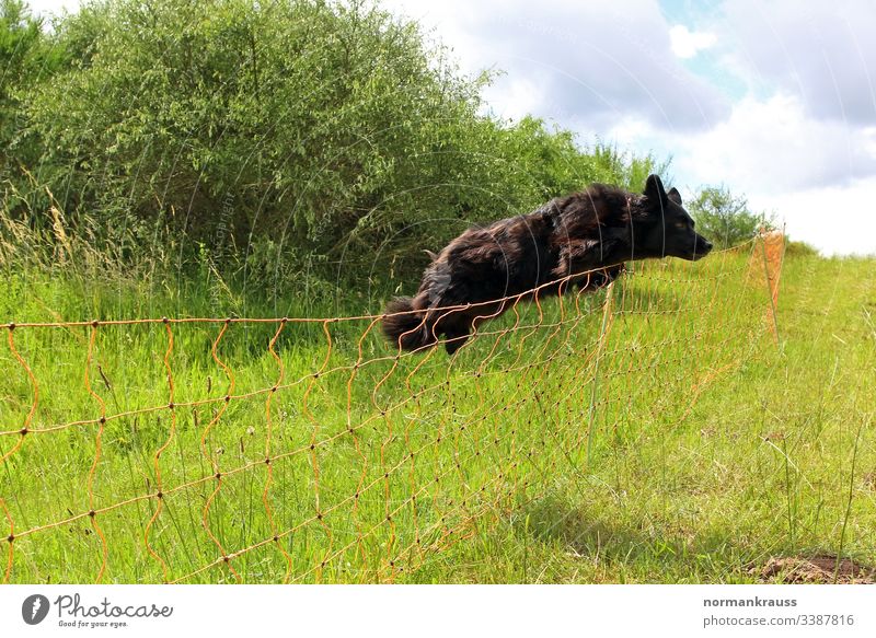 Dog jumps over a fence Jump Fence herding dog cordon obstacle watchdog Meadow action exercise fun Black Exterior shot Colour photo