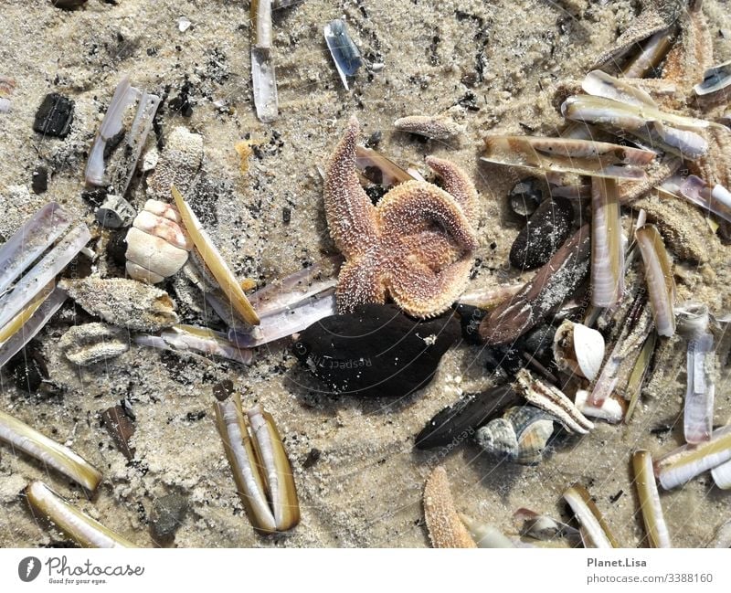 flotsam - starfish - mussels Sand Mussel seashells Starfish Flotsam and jetsam Olive Beige Orange Stone stones Nature Beach Coast Germany North Sea Sylt