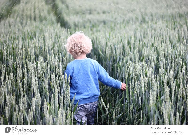Little boy in a cornfield Playing Summer Child Toddler Boy (child) Infancy 1 Human being 3 - 8 years Nature Wheatfield Field Blonde Curl Touch Discover Free