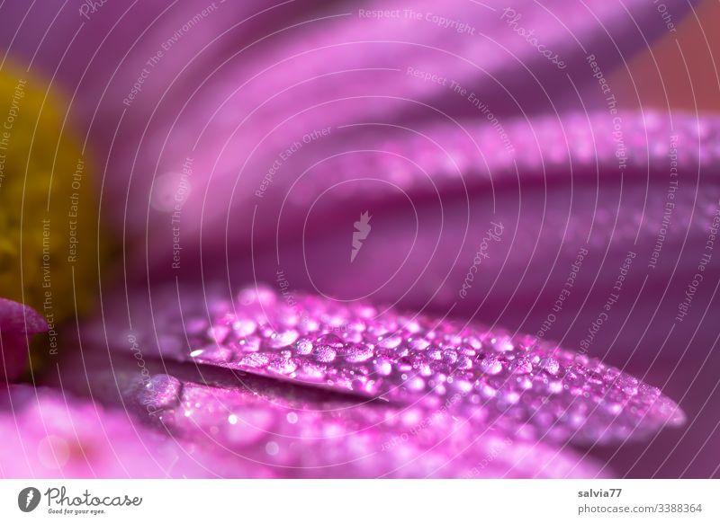 Dewdrops on blossom Nature Plant Flower Blossom Macro (Extreme close-up) Blossom leave Colour photo Blur Deserted Detail Summer Spring Violet Fragrance Pink