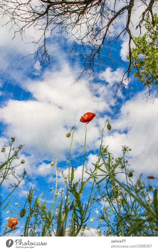 Corn poppy and tree from the frog perspective, blue sky with white clouds Nature Environment Seasons Poppy blossom arable plant Field Tree Branches and twigs