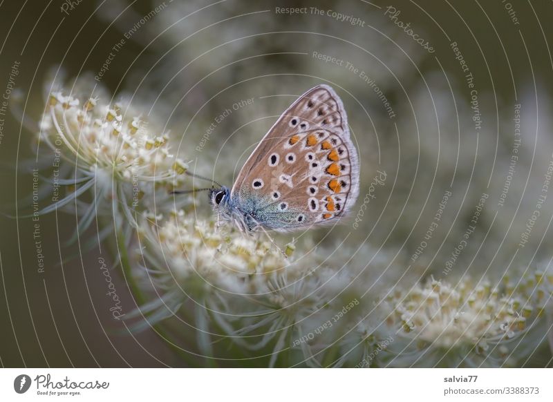little butterfly sitting on flower umbel Nature Plant Blossom Flower Macro (Extreme close-up) Colour photo Close-up Apiaceae Wild carrot Polyommatinae Butterfly