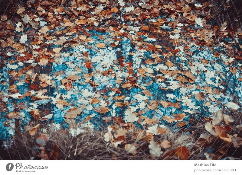 Foliage in a puddle foliage Autumn Rain Puddle Water Reflection Street flaked Weather Wet Nature Deserted Exterior shot Bad weather Environment Damp Climate