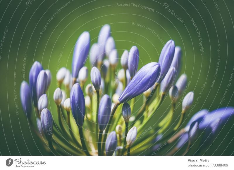Pre-bloom flower of African lily also known as Agapanthus bressingham blue Flowering plant Plant fragility vulnerability Growth Freshness organic