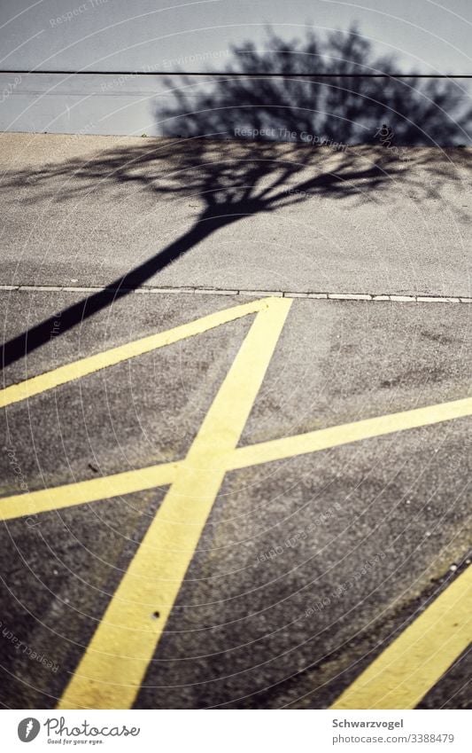 🦥 Shadow X mark Line Asphalt Structures and shapes Street Stripe Tree