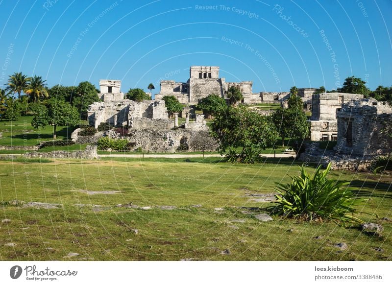 El Castillo at Maya ruins with tropical plants, Tulum, Mexico tulum mexico ancient caribbean culture old yucatan maya stone temple civilization mayan mexican