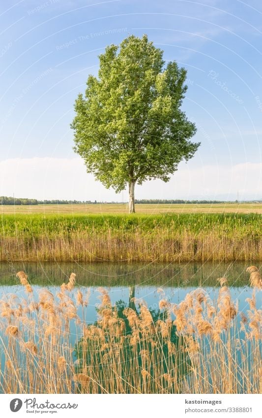 Green tree in the field by river. - a Royalty Free Stock Photo from  Photocase