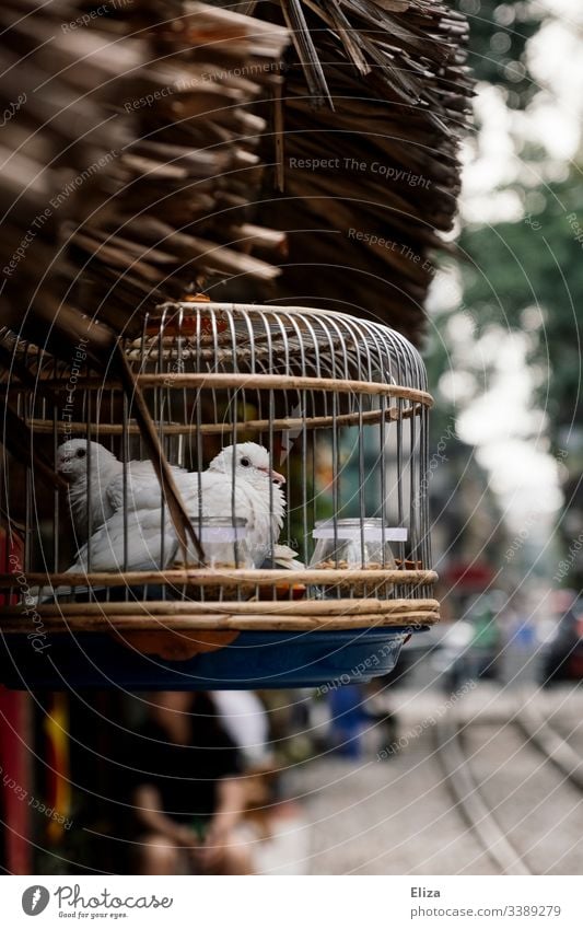 White birds in a nice cage outside at the roadside in South East Asia Captured Cage pretty Pet Street bokeh blurriness Decoration Poultry two lattice bars jail