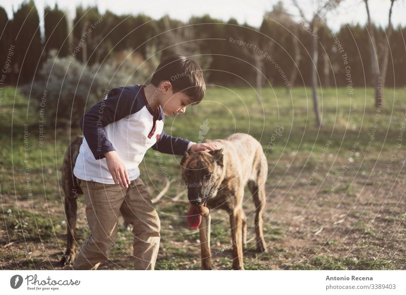 Child kindly caresses his dog boy plays dogs kid belgan shepherd danger animal pet two 4s 5s child children backyard outdoors spring lifestyles rear view back