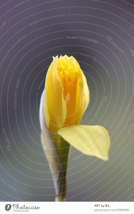 daffodil Flower Blossom bud Spring Yellow Green come into bloom Nature Close-up Plant Colour photo Blossoming Deserted Bell Spring flowering plant Blossom leave