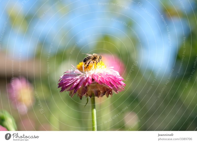 Bee on flower Flower Nature Summer Garden Insect Colour photo Blossom Environmental protection Pink Sky Pollen Honey Yellow Meticulous Love of nature