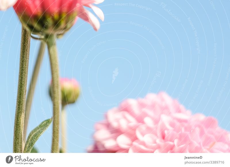 fuzzy flower in front of sky Flower Blossom Plant Close-up Pink Spring Neutral Background Shallow depth of field Deserted Blossoming Summer Delicate Beautiful