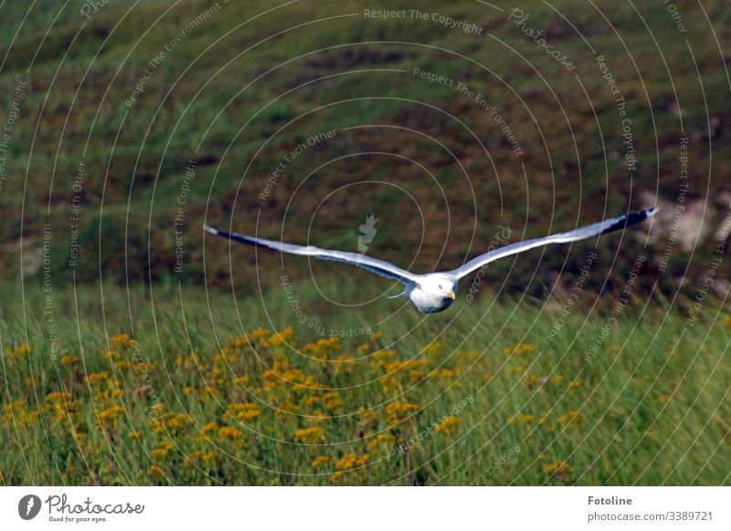 Low flying - or a seagull flies close above a meadow directly towards me. Bird Flying Grand piano Seagull Black-headed gull Feather Beak Animal Nature