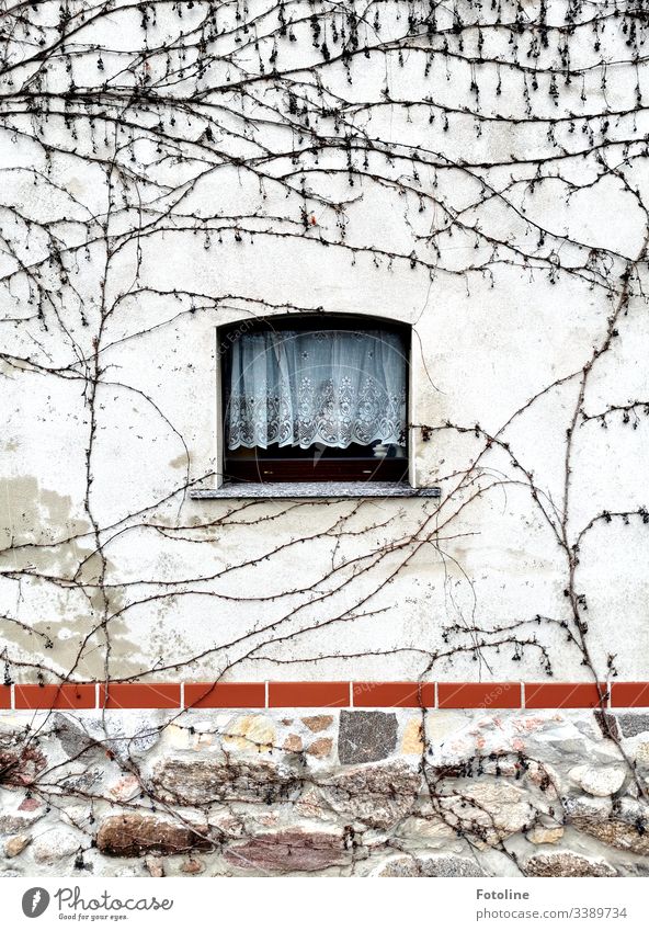 A small window with gardiene in a wall overgrown with wild wine in winter Window Architecture House (Residential Structure) Facade Building Deserted