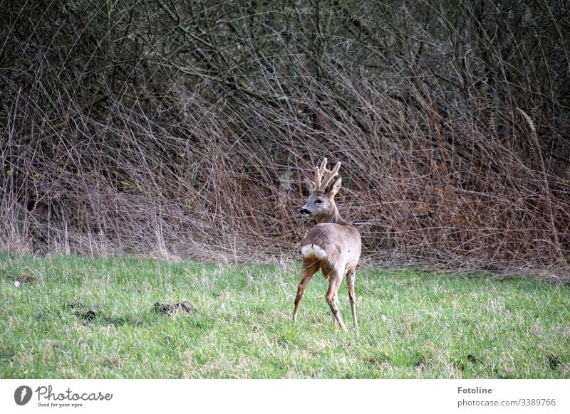 young roebuck in a meadow in front of the bushes Roe deer Wild animal Animal Exterior shot Colour photo Nature Deserted Day Environment Natural Meadow Green