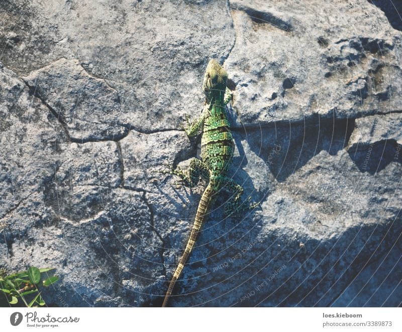 Aarial view of a baby iguana on a stone, Mexico reptile mexico aerial posing tropical wildlife animal caribbean mexican travel yucatan beautiful exotic lizard